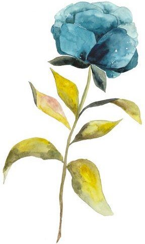 Photocircle Poster / Leinwandbild - Blaue Pfingstrose