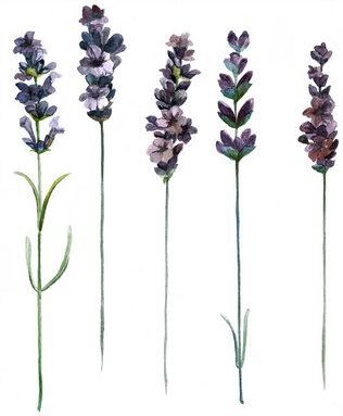 Photocircle Poster / Leinwandbild - Mantika Botanical Lavendel