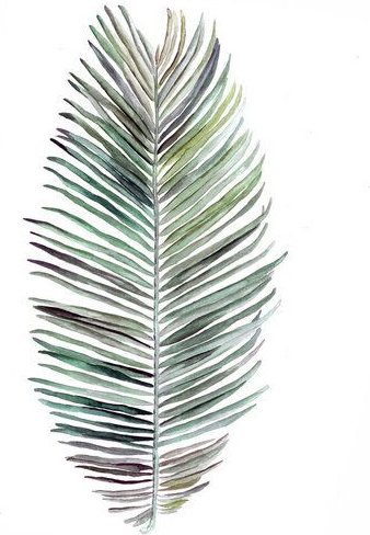 Photocircle Poster / Leinwandbild - Mantika Botanical Kokosnuss Blatt