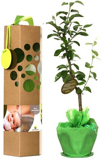 SchenkeinBäumchen Taufbaum