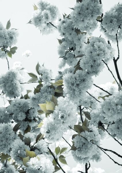 Photocircle Poster / Leinwandbild - White Spring Blossoms