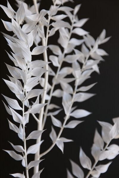 Photocircle Poster / Leinwandbild - MINIMAL black & white branch