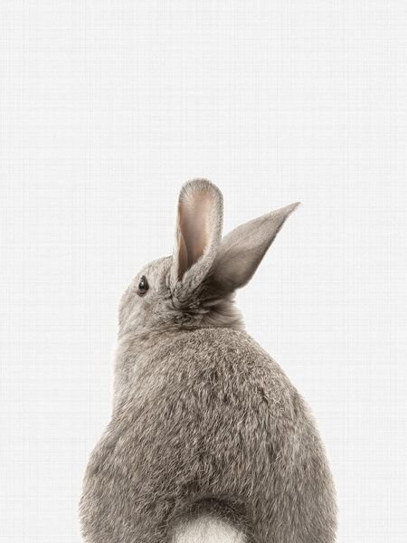Photocircle Poster / Leinwandbild - Rabbit Tail