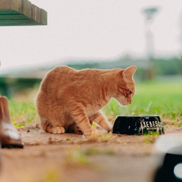 Liebesgut Tiernahrung Probierpaket Katze Adult 4 x 100 g