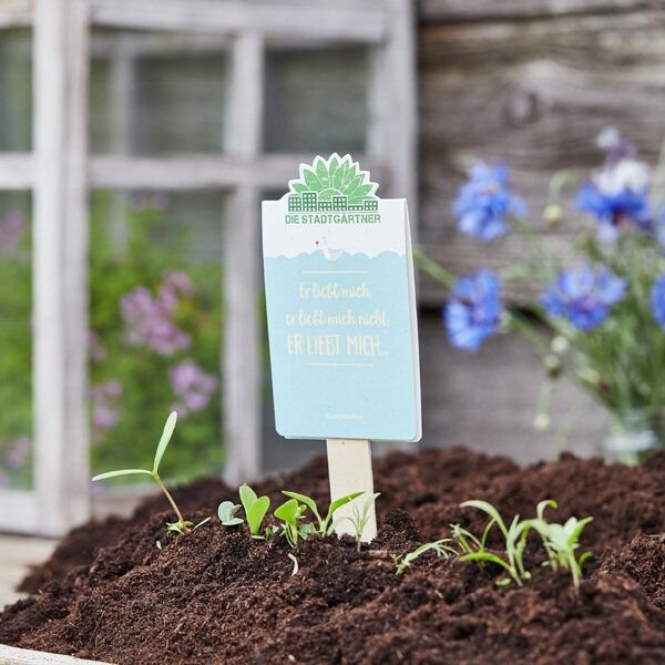 Die Stadtgärtner Er liebt mich, er liebt mich nicht... - Saatgut für Gänseblümchen