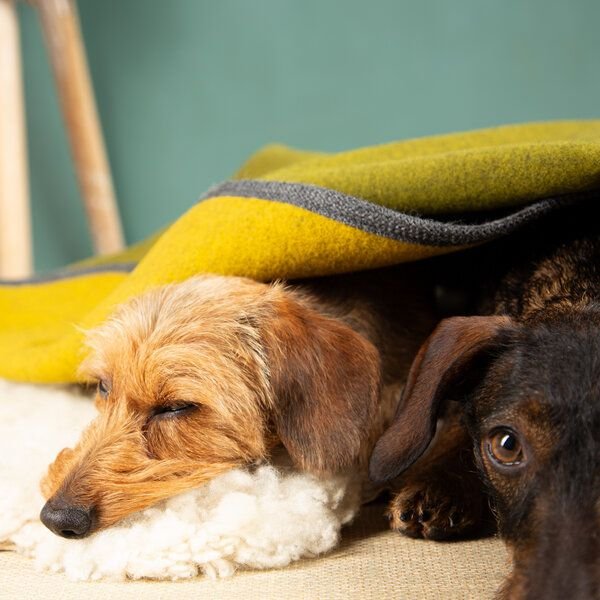 nahtur-design Hundedecke | 100% Schurwolle | natürliche Wärme