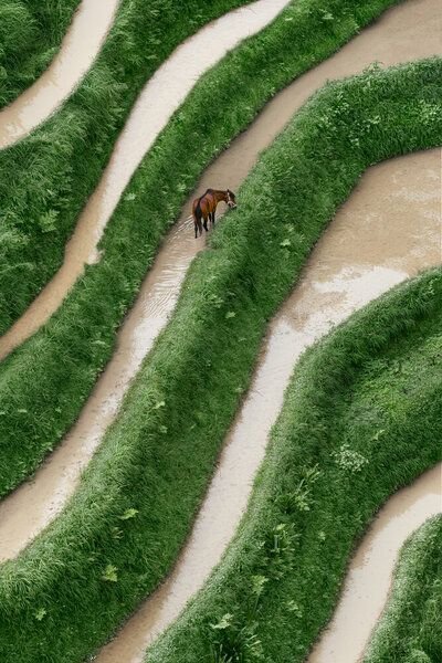 Photocircle Poster / Leinwandbild - Horse