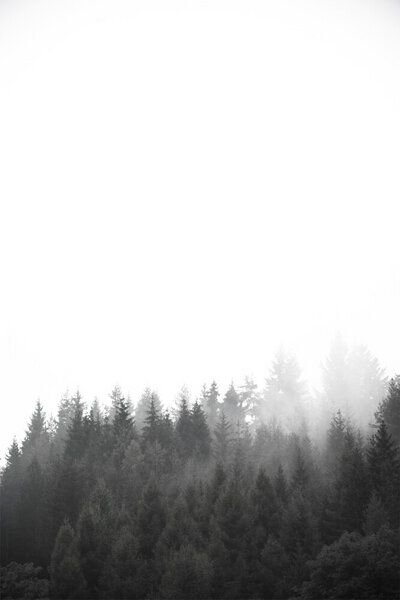 Photocircle Poster / Leinwandbild - Walk through the forest