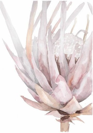 Photocircle Poster / Leinwandbild - Mantika Skandoi King Protea