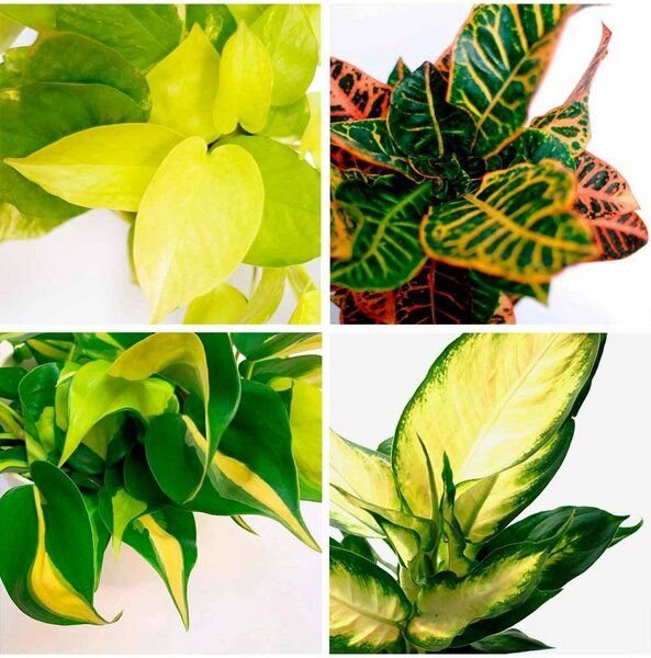 CitySens Packung mit 4 glücklichen Pflanzen