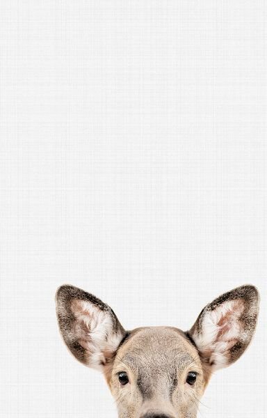 Photocircle Poster / Leinwandbild - Doe