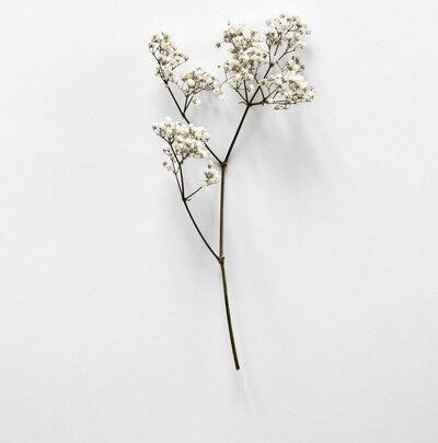 Photocircle Poster / Leinwandbild - White Beauty