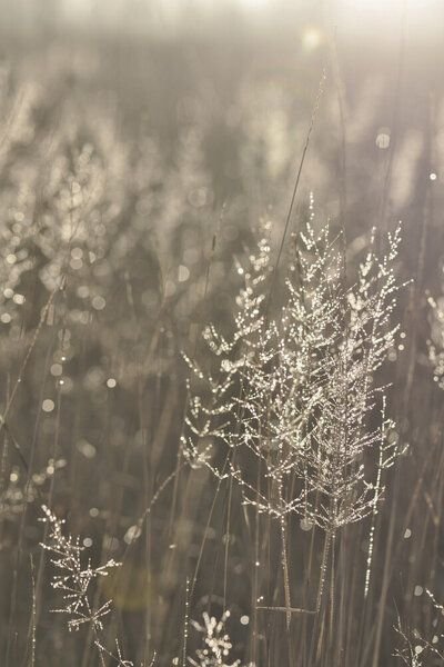 Photocircle Poster / Leinwandbild - Good Morning