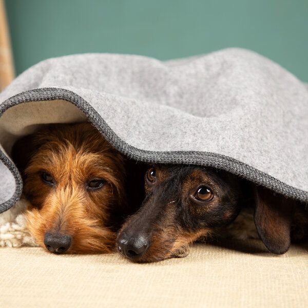 nahtur-design Hundedecke | 100% Schurwolle | natürliche Wärme