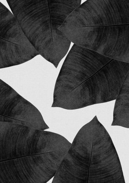 Photocircle Wandbild / Kunstdruck / Poster / Leinwand - Banana Leaf Black & White II