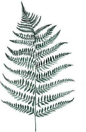 Photocircle Poster / Leinwandbild - Mantika Botanical Silverfern
