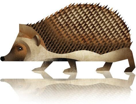 Photocircle Poster / Leinwandbild - Igel