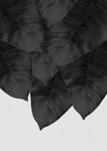 Photocircle Wandbild / Kunstdruck / Poster / Leinwand - Banana Leaf Black & White III