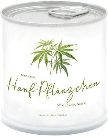 MacFlowers® Mein erstes „Hanfpflänzchen” | Hanfpflanze in der Blumendose