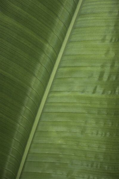 Photocircle Poster / Leinwandbild - Green Banana