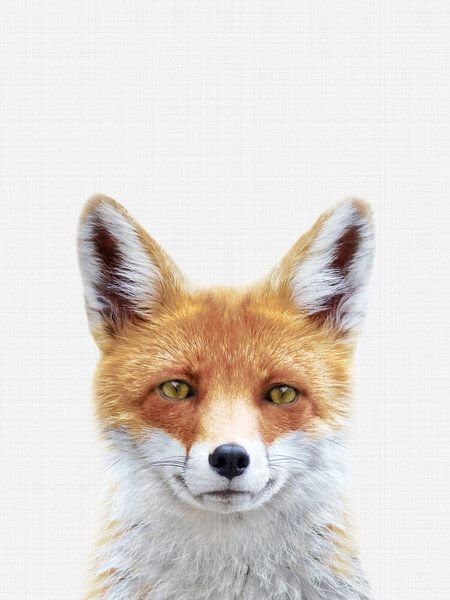 Photocircle Poster / Leinwandbild - Fox