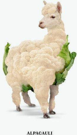 Photocircle Wandbild / Kunstdruck / Poster / Leinwand - Alpacauli