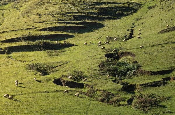 Photocircle Poster / Leinwandbild - Prairie Sheep at Sunset
