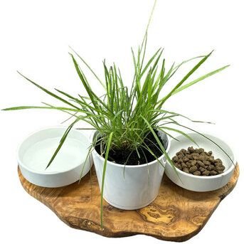 Thumbnail - Olivenholz erleben Futterstation RUSTY aus Olivenholz mit 2 x 0,4 Liter Porzellanschale plus Topf für Katzengras