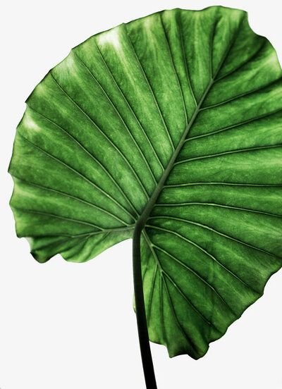 Photocircle Poster / Leinwandbild - Leaves 11