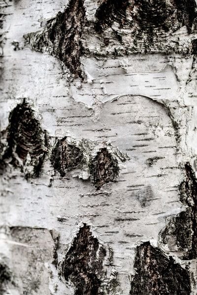 Photocircle Poster / Leinwandbild - Birch Tree 2
