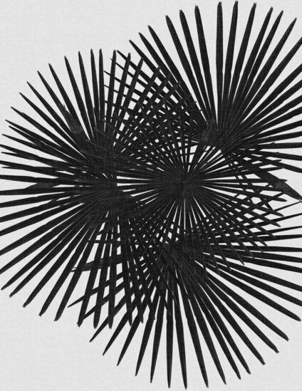 Photocircle Wandbild / Kunstdruck / Poster / Leinwand - Fan Palm Black & White