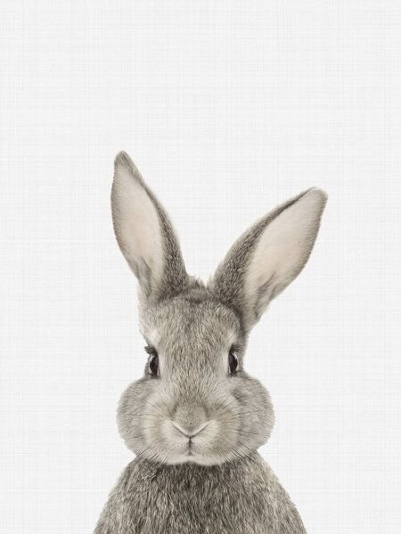 Photocircle Poster / Leinwandbild - Rabbit