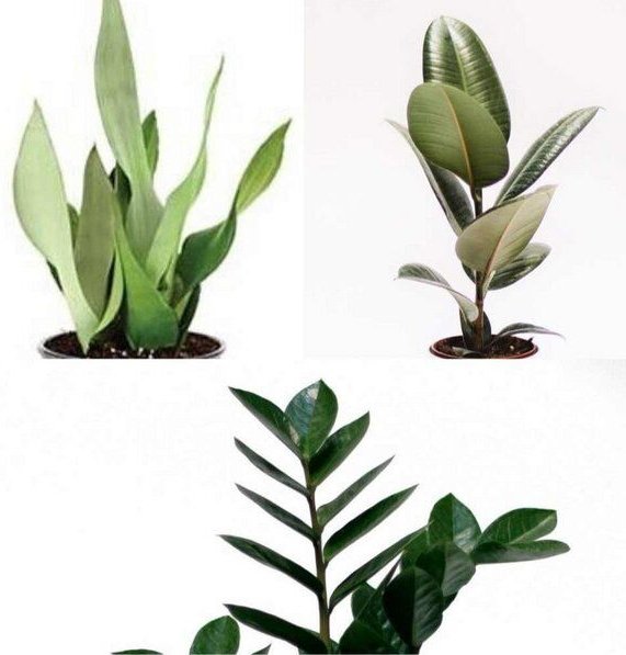 CitySens 3er-Pack robuste Pflanzen