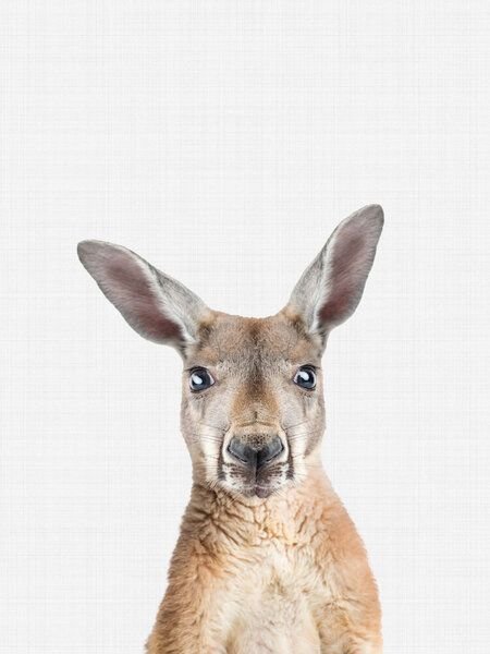 Photocircle Poster / Leinwandbild - Kangaroo