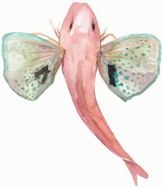 Photocircle Poster / Leinwandbild - Sea Life - Red Gurnard