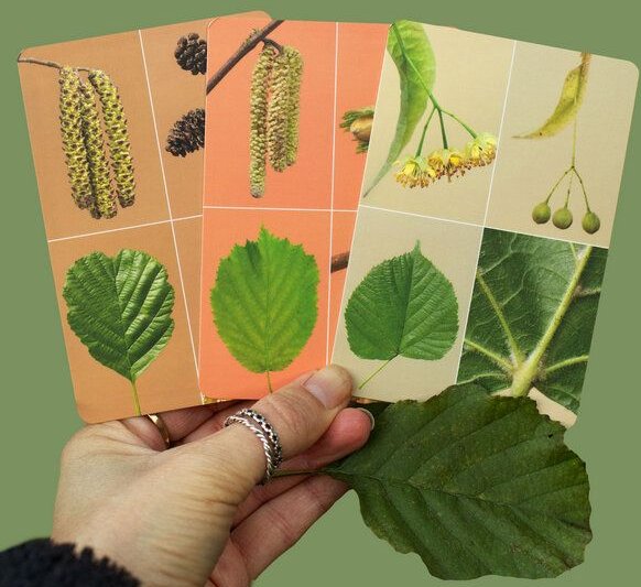Heger und Sammler Bäume und Sträucher-Lernkarten | Sicher bestimmen und verarbeiten