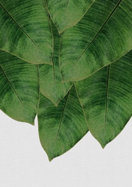 Photocircle Wandbild / Kunstdruck / Poster / Leinwand - Banana Leaf III