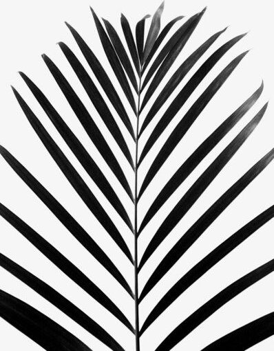 Photocircle Poster / Leinwandbild - minimal PALM leaf - black & white edition