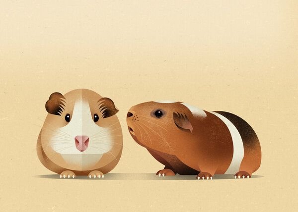 Photocircle Poster / Leinwandbild - Meerschweinchen