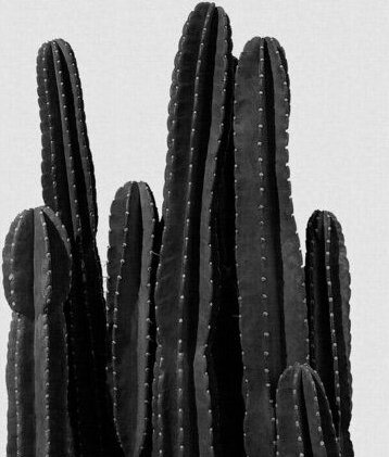 Photocircle Wandbild / Kunstdruck / Poster / Leinwand - Cactus Black & White