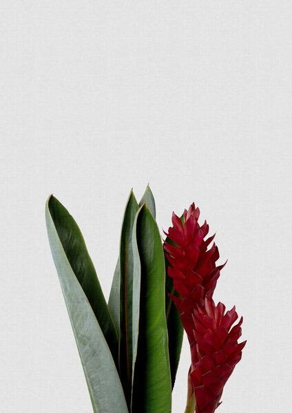 Photocircle Wandbild / Kunstdruck / Poster / Leinwand - Red Flower