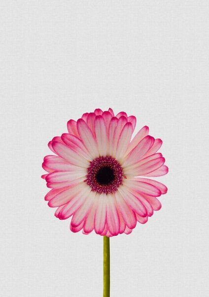 Photocircle Wandbild / Kunstdruck / Poster / Leinwand - Daisy Still Life