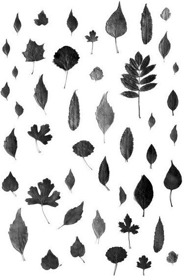 Photocircle Poster / Leinwandbild - Sign of Autumn - Black