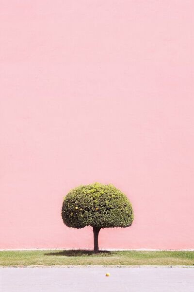 Photocircle Poster / Leinwandbild - Orange Tree