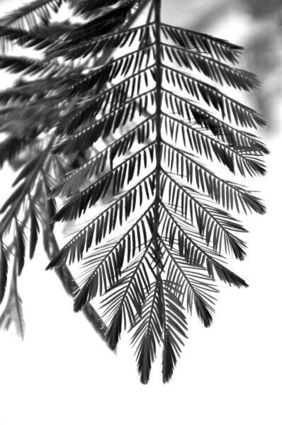 Photocircle Poster / Leinwandbild - delicate & beautiful PLANTS