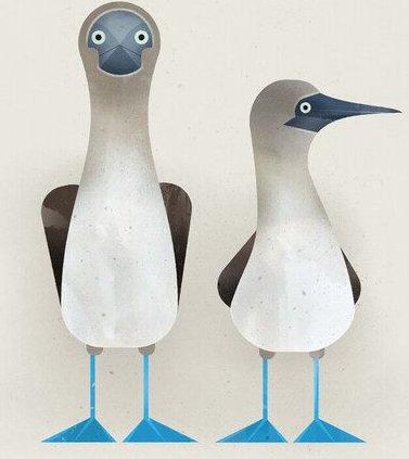 Photocircle Poster / Leinwandbild - Blaufußtölpel