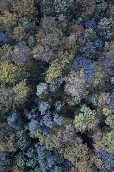 Photocircle Poster / Leinwandbild - Autumn forest from above