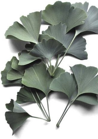 Photocircle Poster / Leinwandbild - Ginkgo Biloba