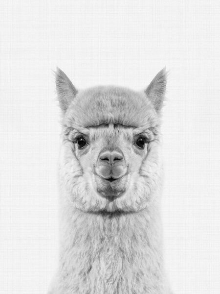 Photocircle Poster / Leinwandbild - Alpaca (Black and White)