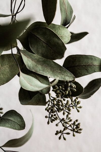 Photocircle Poster / Leinwandbild - Eucalyptus 10
